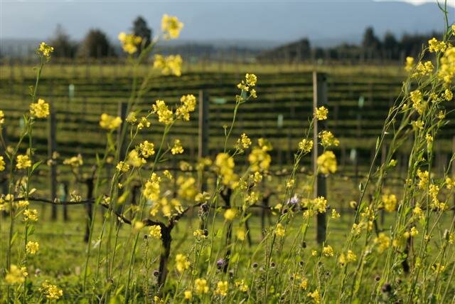 The Mustard Crops We Plant In Our Vineyards Serve As A Biofumigator By Suppressing Various Soil-borne Pests And Diseases Through Naturally Occurring Compounds.