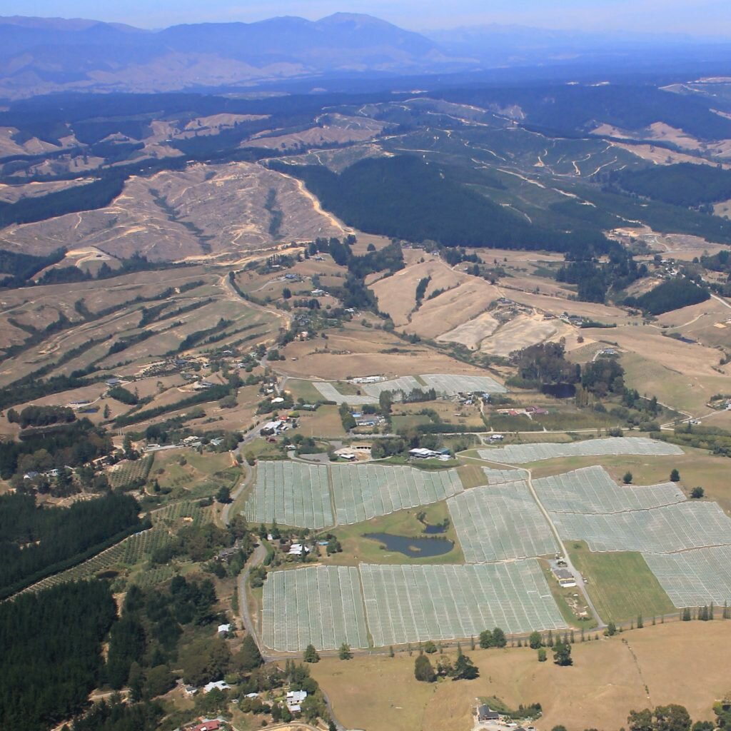 During Harvest We Cover Each Block With Nets To Protect The Ripening Berries From Birds.