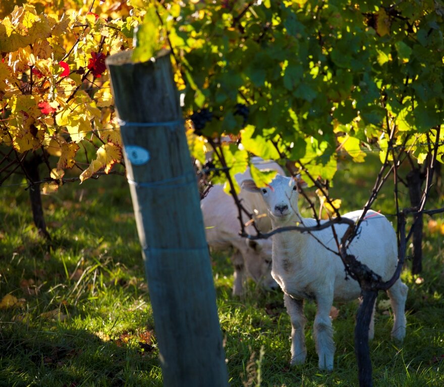 Sheep Are A Huge Part Of Our Vineyard Regime. They Help With Cropping, Weed Control And Also Contribute Fertilizer To The Soil.