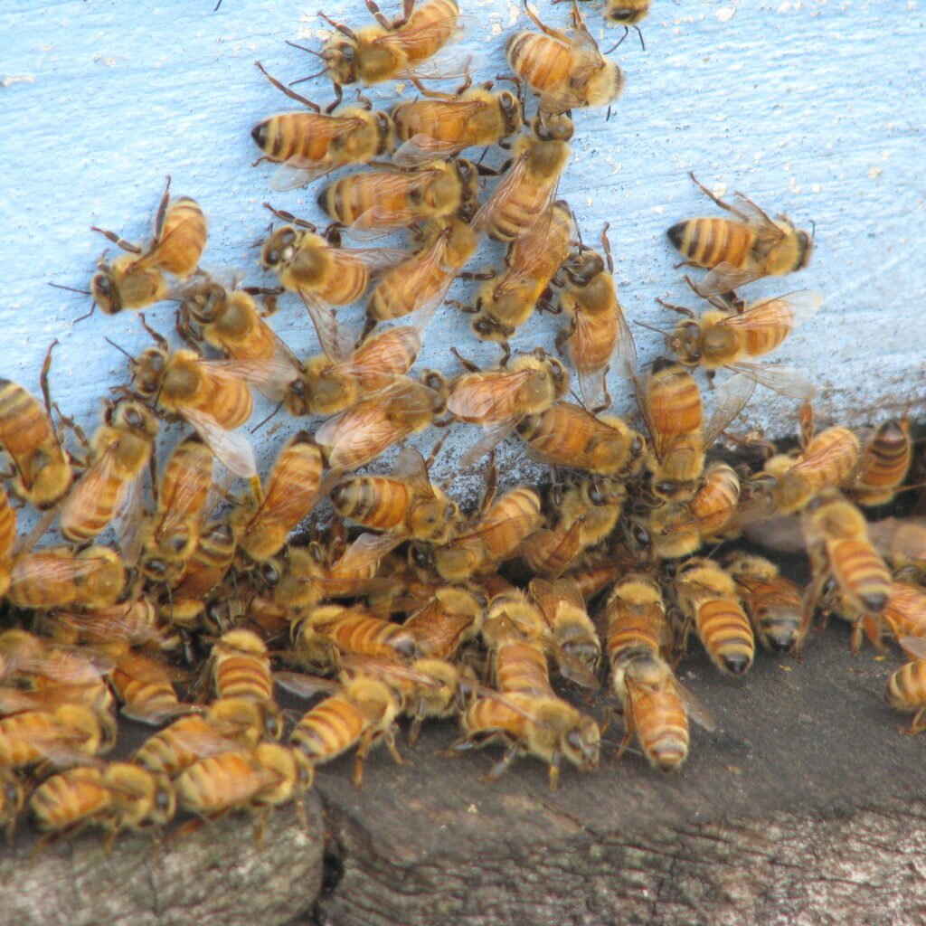 Honey Bees Promote A Healthy Biodiversity In Our Vineyards.